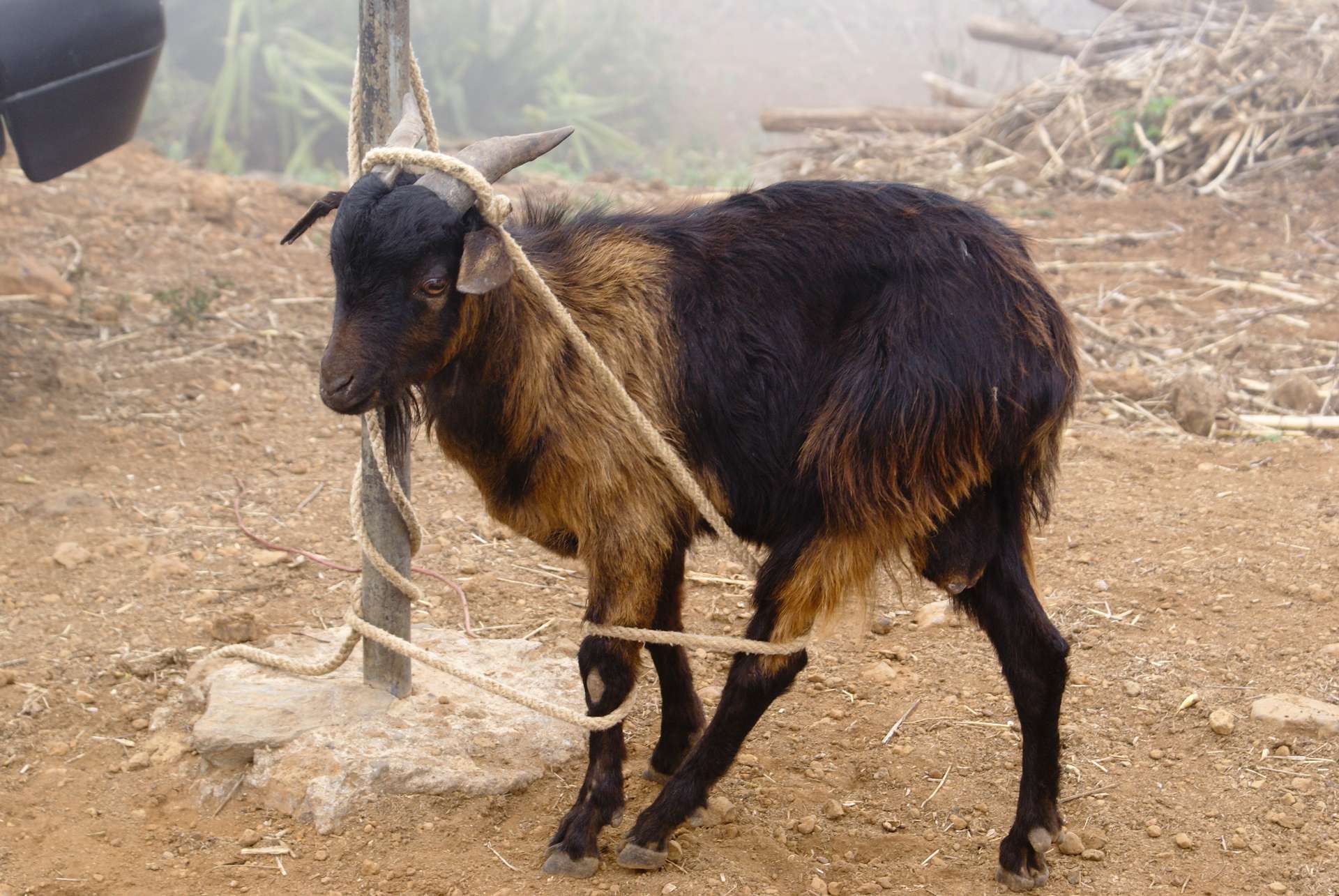 a young goat tangled in a rope