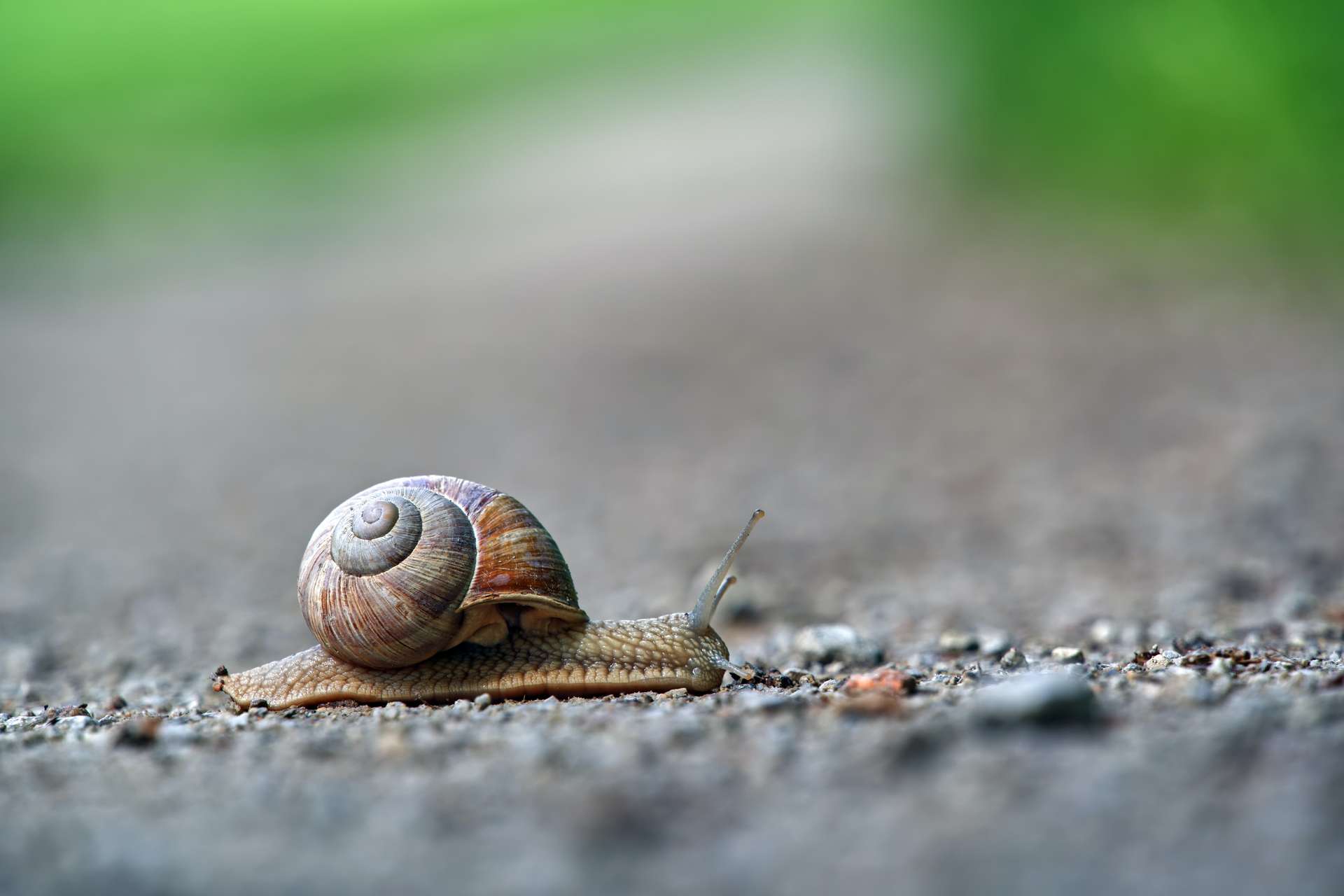 Snail