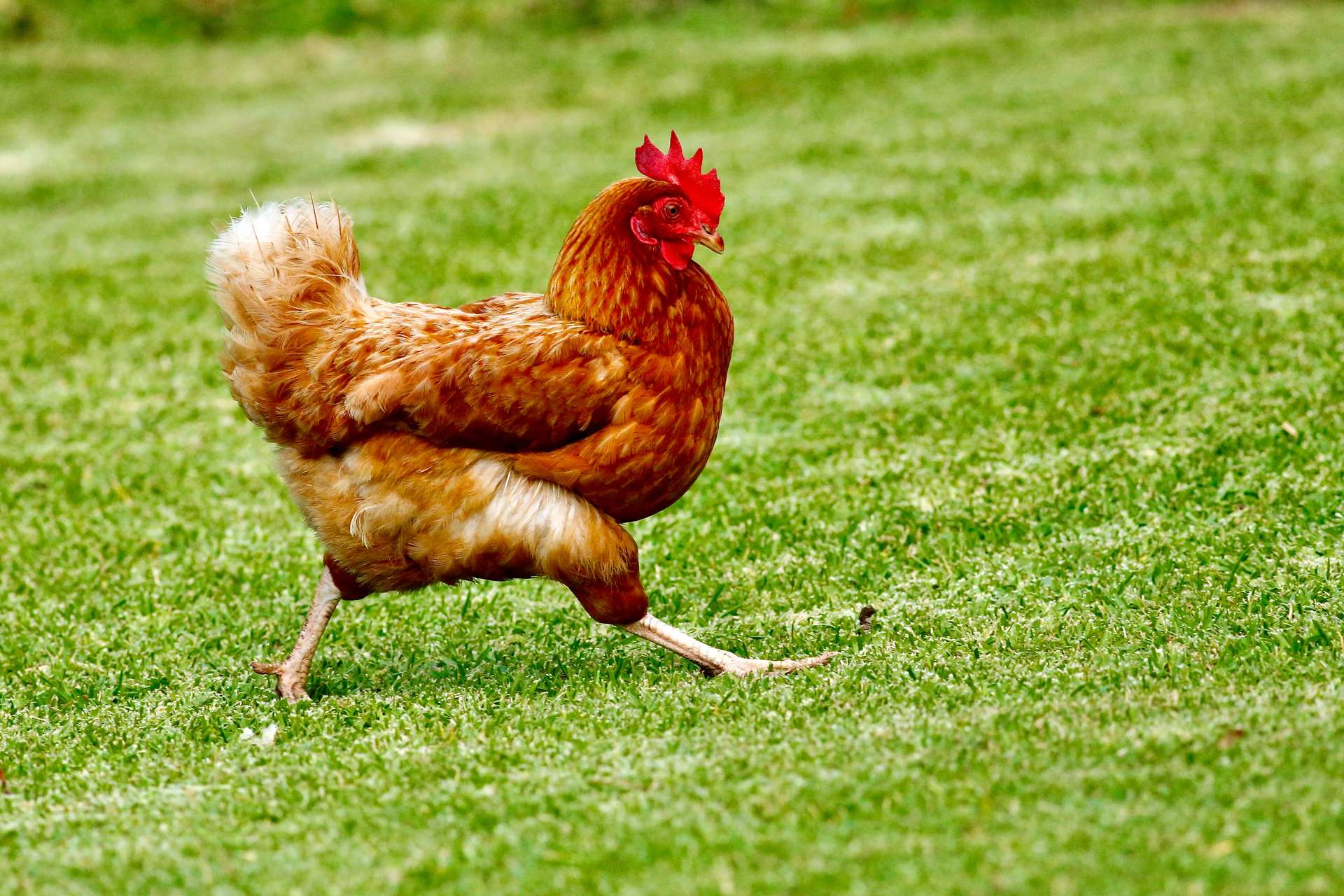 Running chicken